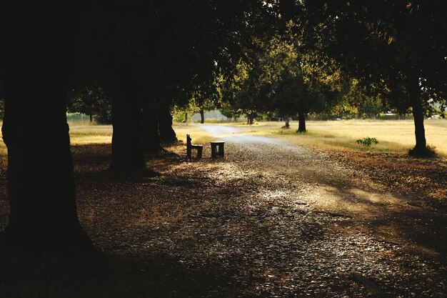 写真 公園の畑の木々