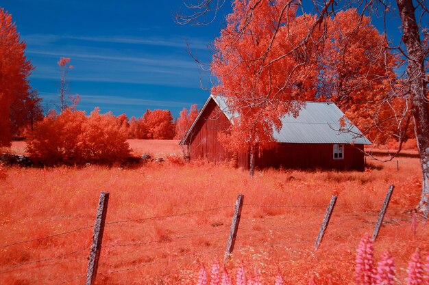 写真 畑の木々