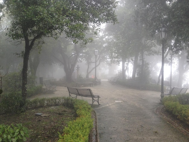 Фото Деревья в саду во время туманной погоды