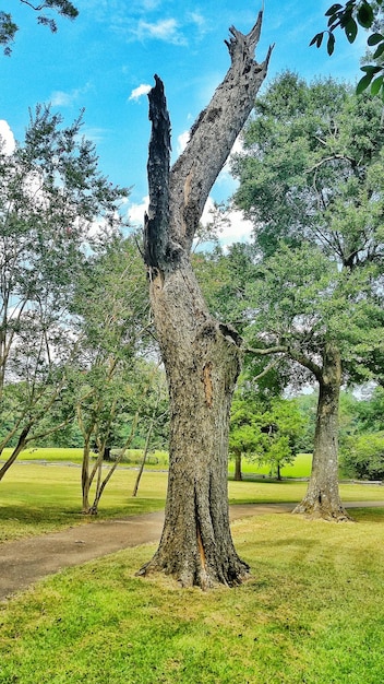 写真 草原の木々