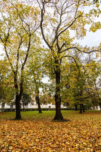Фото Деревья в пейзаже осенью