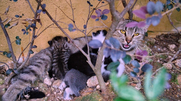 写真 岩の上にある木