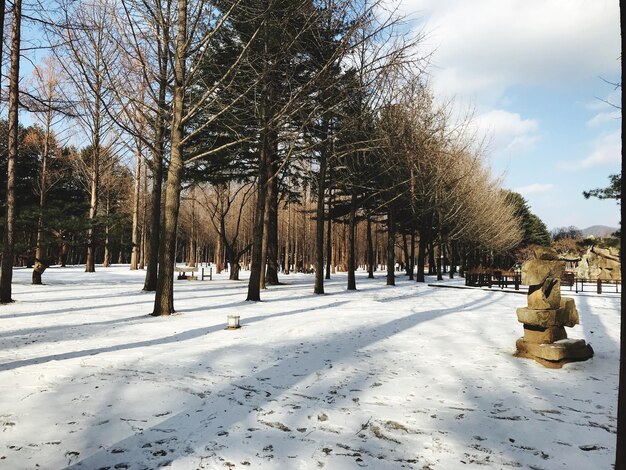 写真 空に照らされた雪に覆われた畑の木