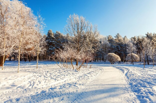 写真 空に照らされた雪に覆われた畑の木