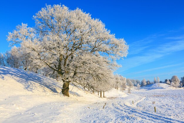 写真 青い空を背景に雪に覆われた土地の木