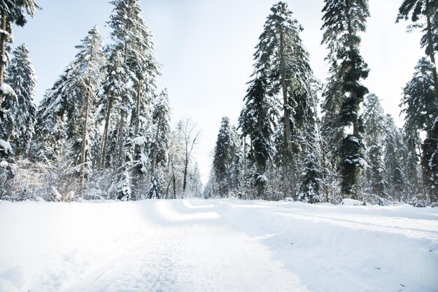 写真 空に照らされた雪に覆われた土地の木々