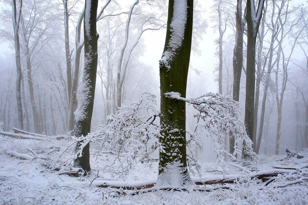 写真 雪に覆われた土地の木