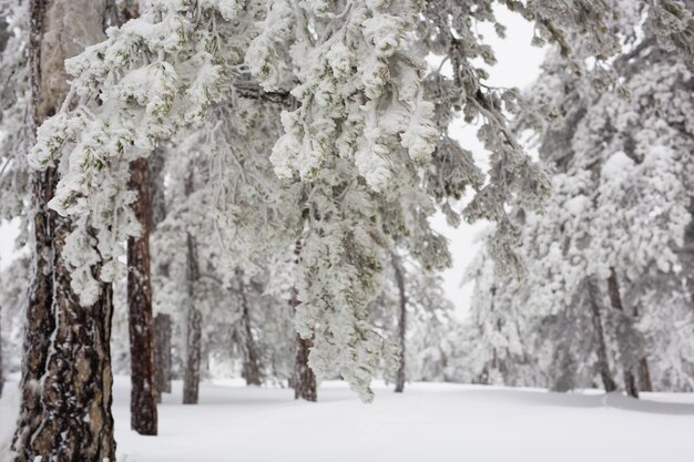 写真 雪に覆われた土地の木