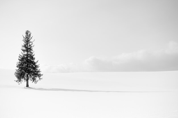 写真 空に照らされた雪に覆われた風景の木