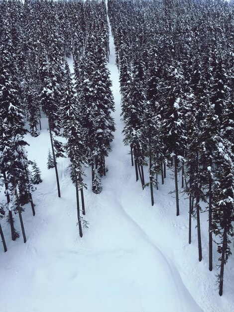 写真 雪に覆われた風景の木々