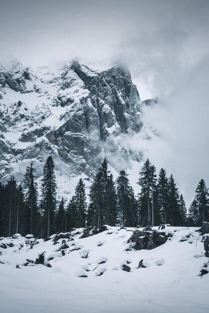 写真 空に照らされた雪に覆われた山の木