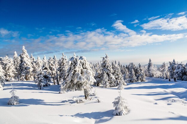 写真 冬の空に照らされた雪の畑の木