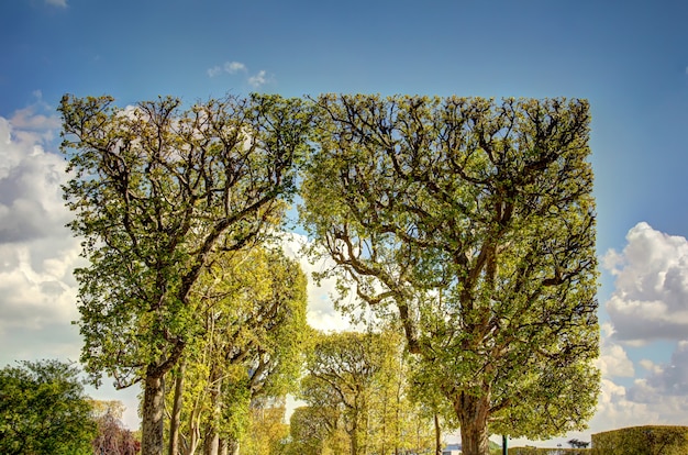 Trees in Paris