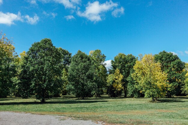 Trees in park against blue sky