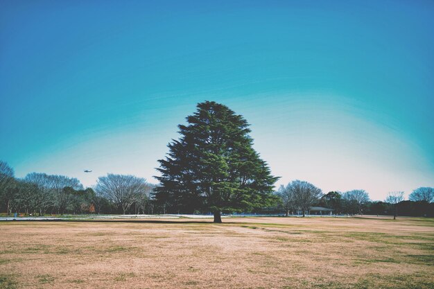 Trees in park against blue sky