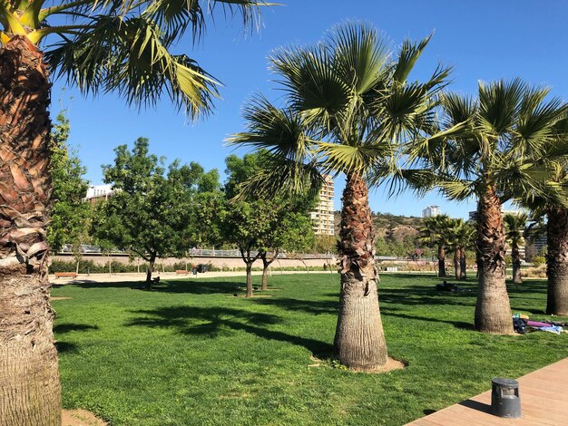 Foto gli alberi nel parco contro un cielo limpido.