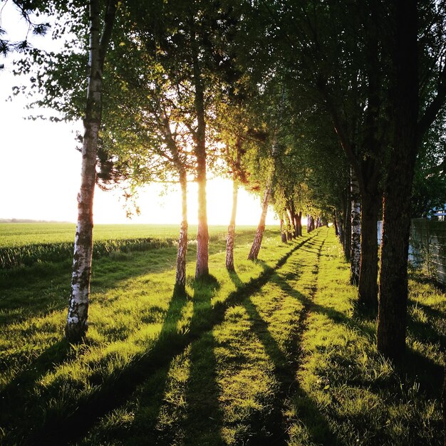 Foto alberi in parco contro il cielo durante il tramonto