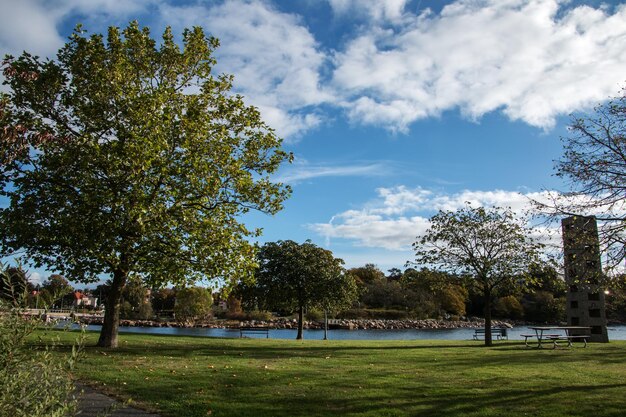 Foto alberi nel parco contro il cielo