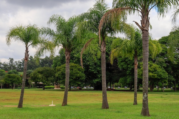 Foto alberi nel parco contro il cielo