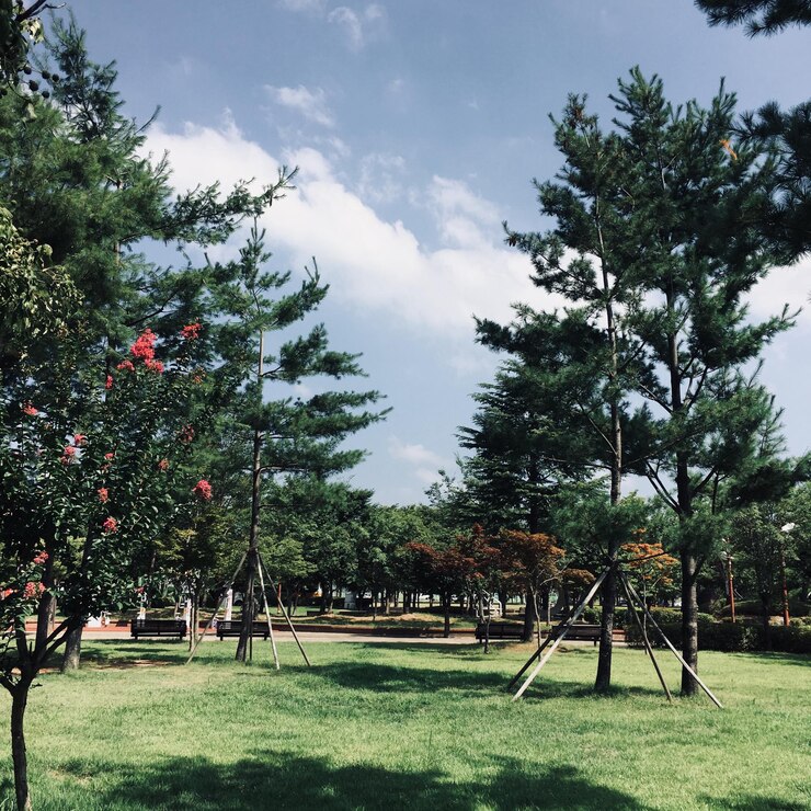 Photo 공원 에 있는 나무 들 과 하늘