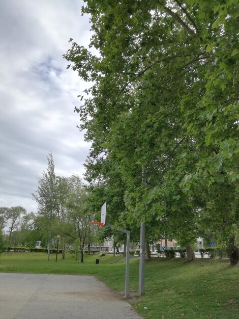 Trees in park against sky