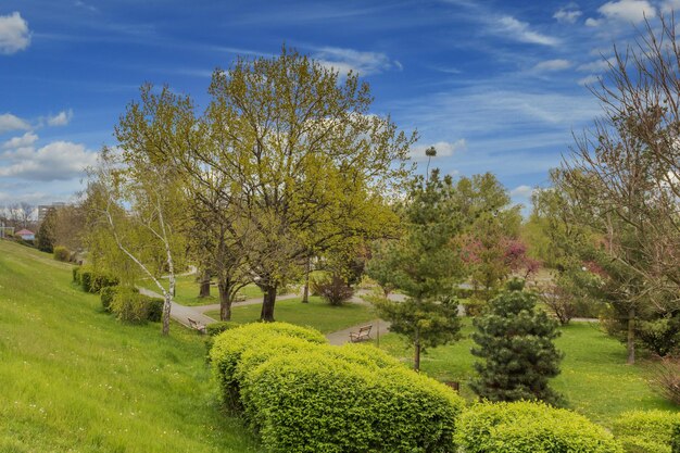 Trees in park against sky