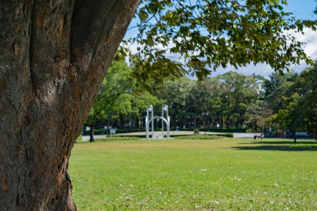 Foto alberi nel parco contro il cielo