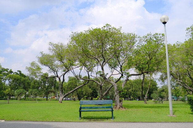 空に照らされた公園の木