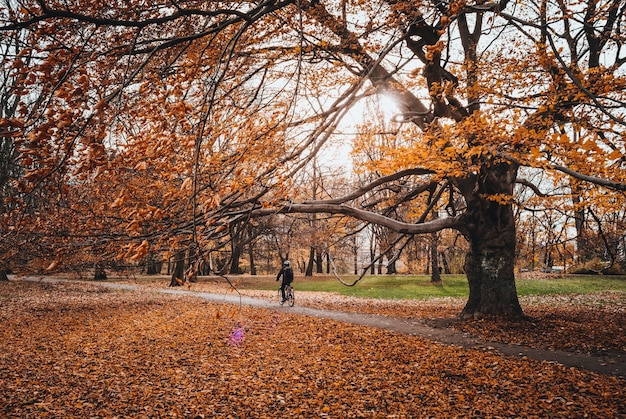 秋の公園の木々