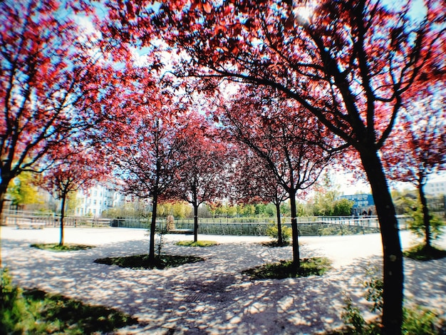 Trees in park during autumn