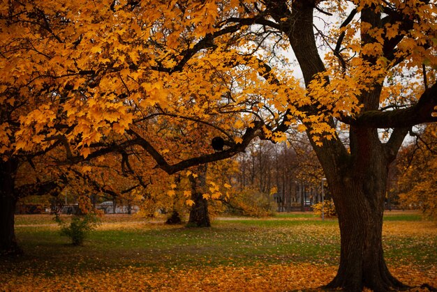 Trees in park during autumn