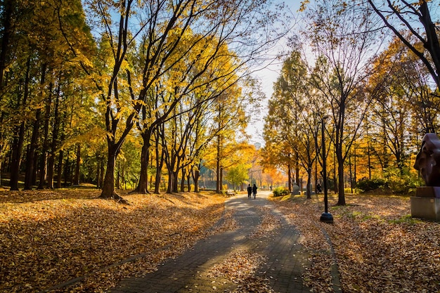 trees in park during autumn