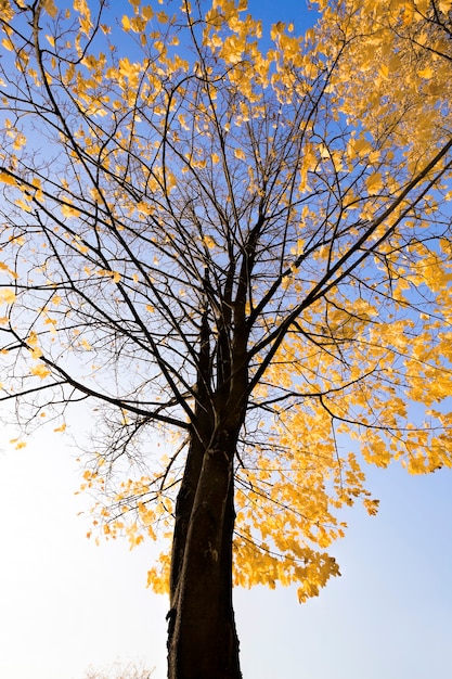 Trees in the park in autumn