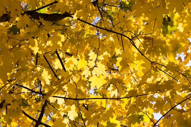 Trees in the park in autumn