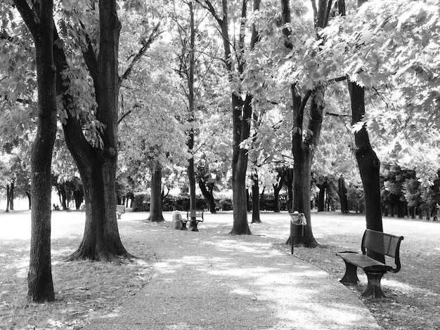 Photo trees on park bench