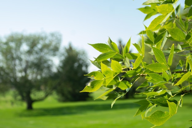 Trees in a park during bright summer day