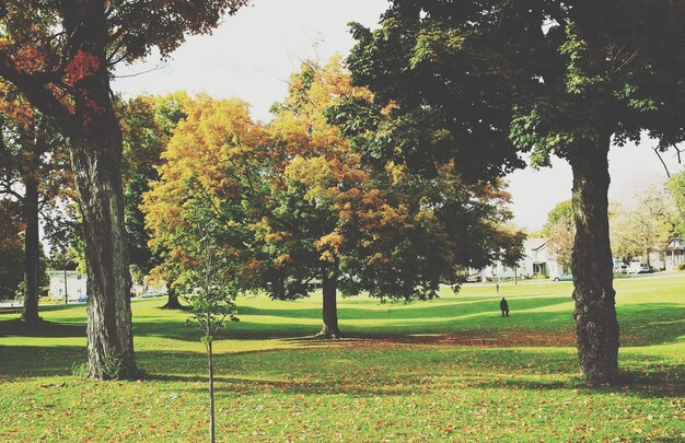 Photo trees in park during autumn