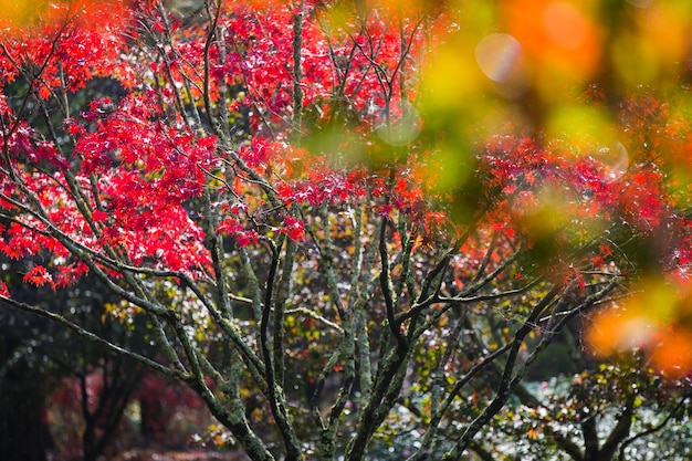 Photo trees in park during autumn