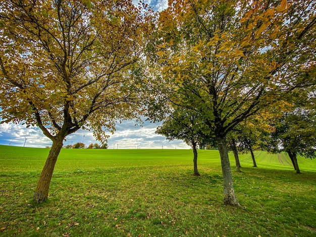 Foto alberi nel parco durante l'autunno