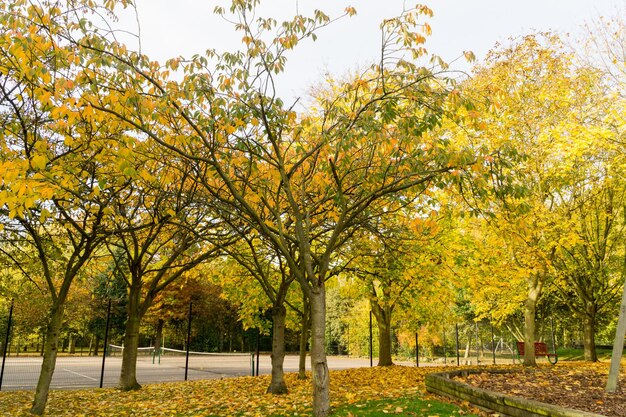 Photo trees in park during autumn