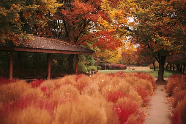 Photo trees in park during autumn