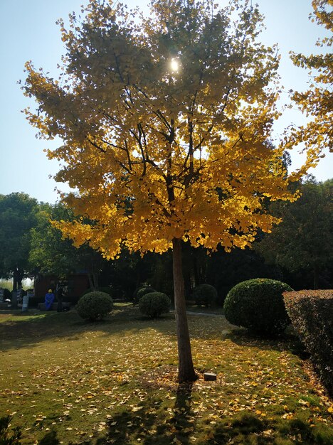 Trees in park during autumn