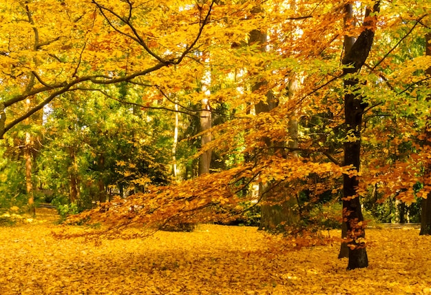 Trees in park during autumn