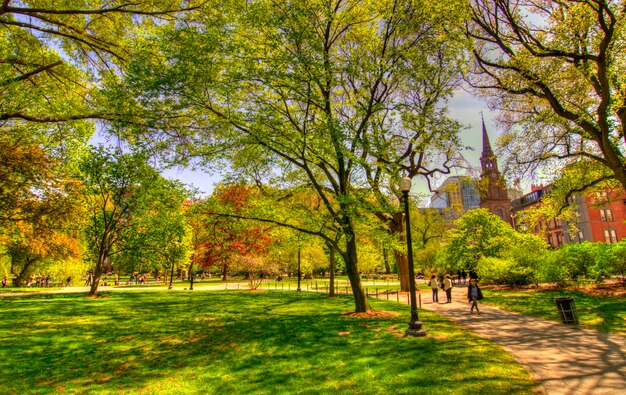 Photo trees in park during autumn