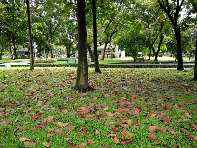 Trees in park during autumn