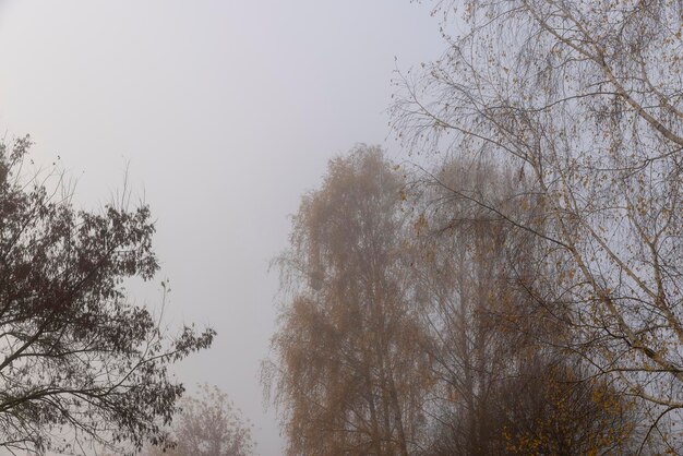 Trees in the park at the end of autumn in cloudy dreary weather trees without foliage in late autumn and early winter