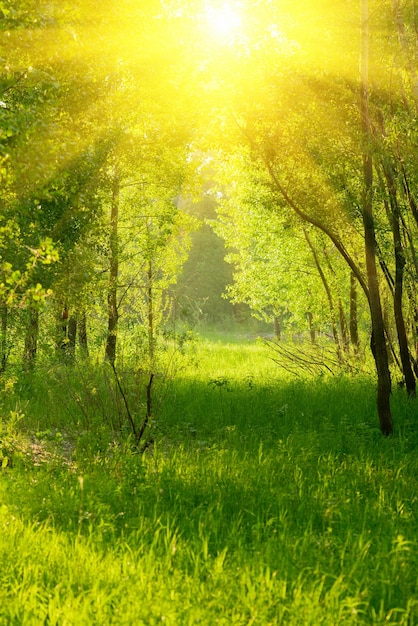 Trees in the park in the morning Beautiful view