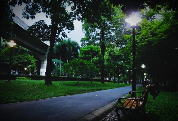 Photo trees in park at night