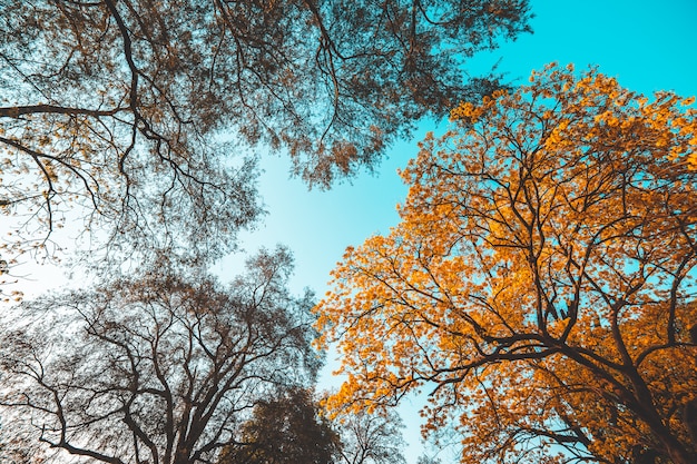 Trees in the park in Summer