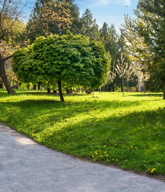 Trees in the Park with a bright round crown sunlight on the grass